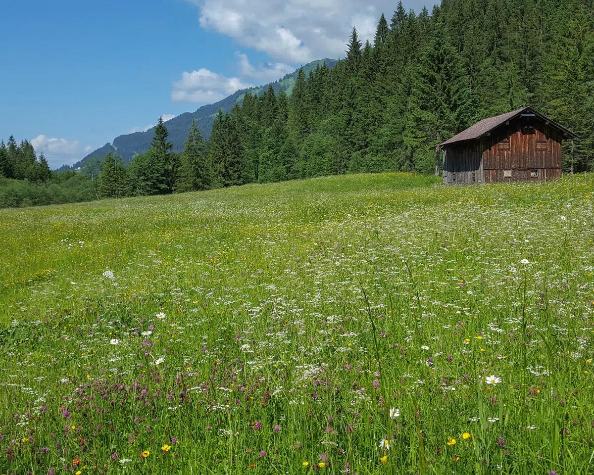 Naturzeithof Hirschegg (Vorarlberg) Esterno foto